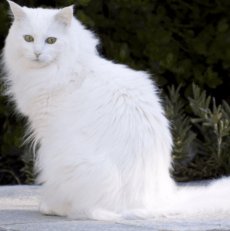 Le chat Angora turc : tout ce qu’il y a à savoir – Titiranol