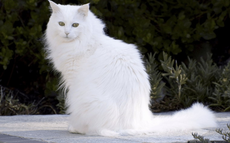 angora turc blanc