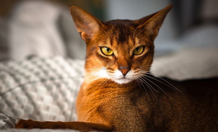 Fiche titiranol sur le chat abyssin