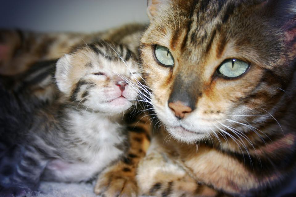 Le Chat Bengal Sante Personnalite Entretien Histoire Titiranol Box Fr