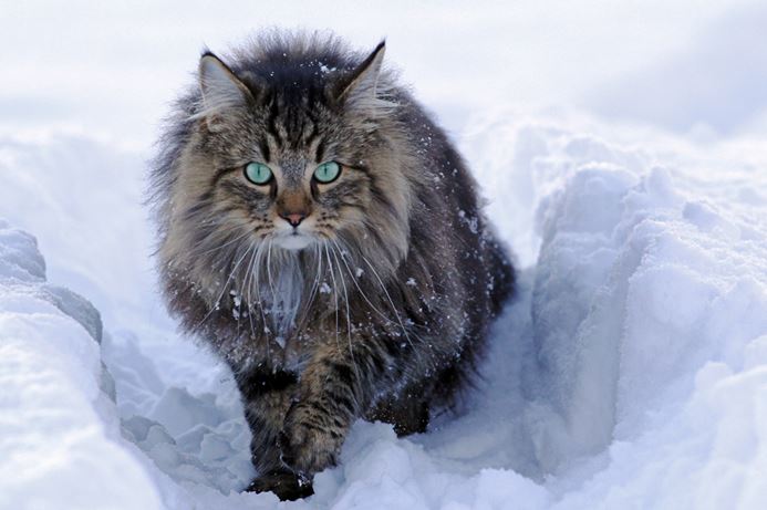 chat norvegien neige