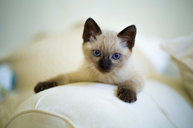 Chaton siamois