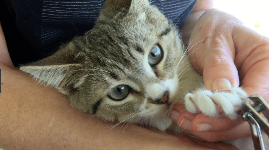 Comment Couper Les Griffes De Son Chat Titiranol Box