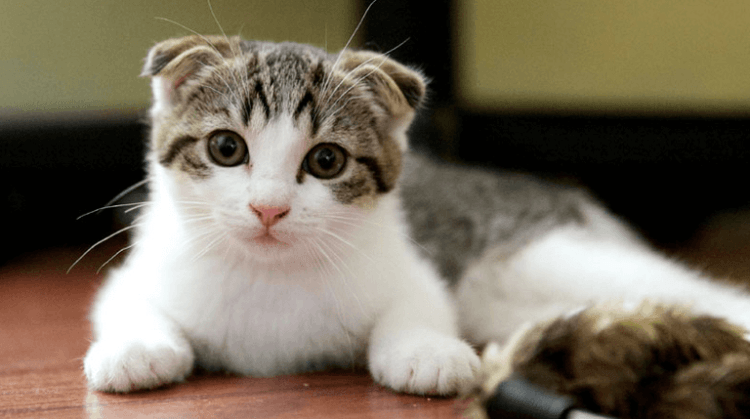 Comment garder une chatte serrée