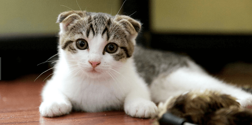 scottish fold chat