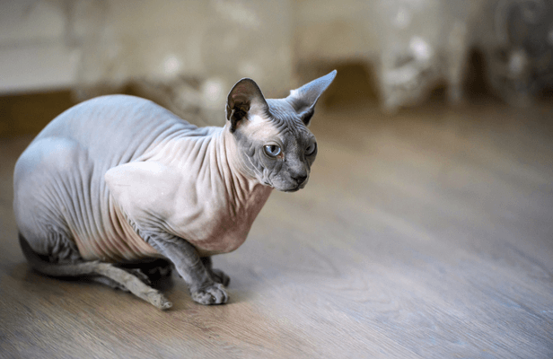 Chat Sphynx Caractere Entretien Sante Titiranol