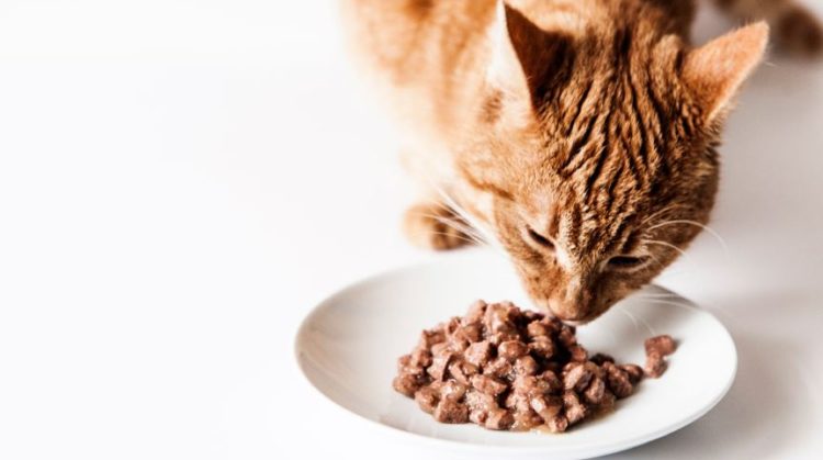 alimentation-chat