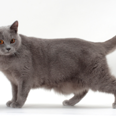 Le chat Chartreux : santé, personnalité, origine de la race – Titiranol