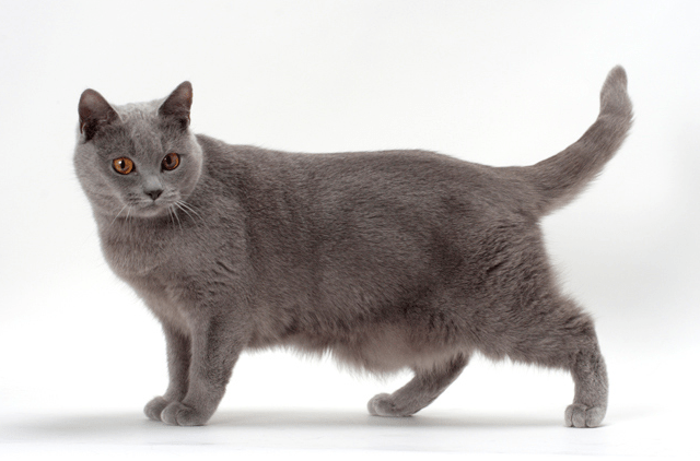 chat chartreux