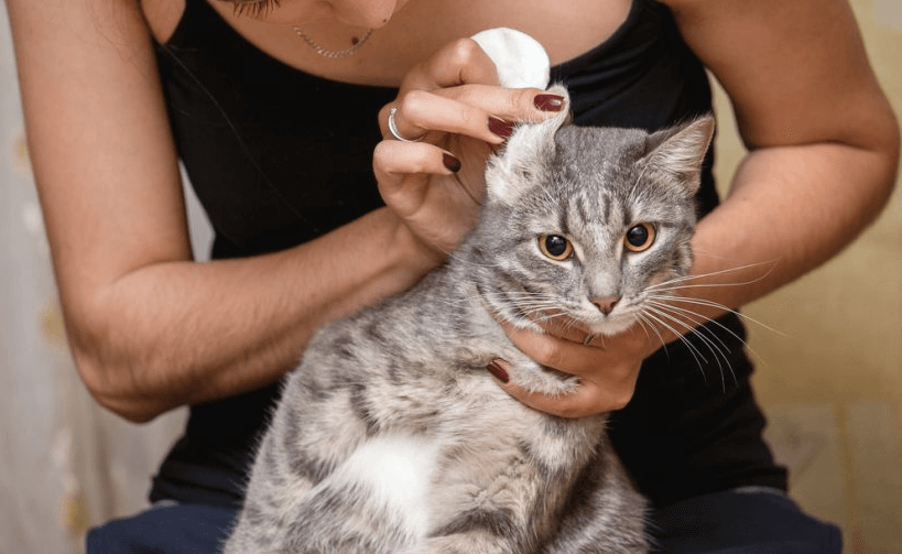 Comment nettoyer les oreilles du chat ? Conseils et bonnes pratiques