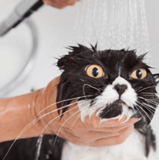 Comment laver son chat ? Les conseils de Tititranol