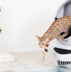 Les litières pour chat par Titiranol