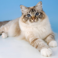 Chat Birman : toutes les informations sur cette race de chat