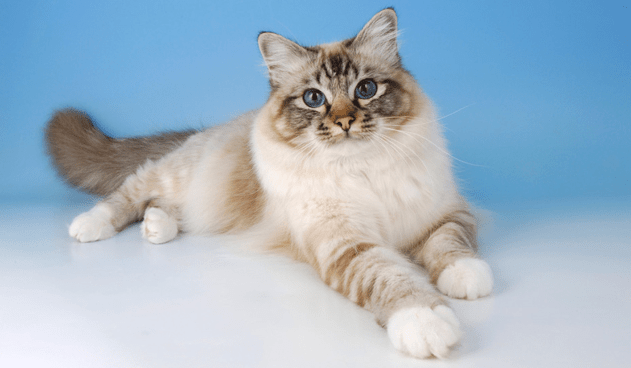 chat birman