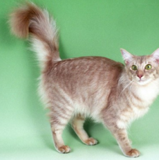 Chat javanais