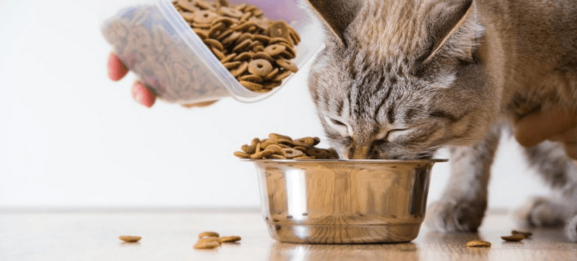 distributeur de croquette automatique pour chat