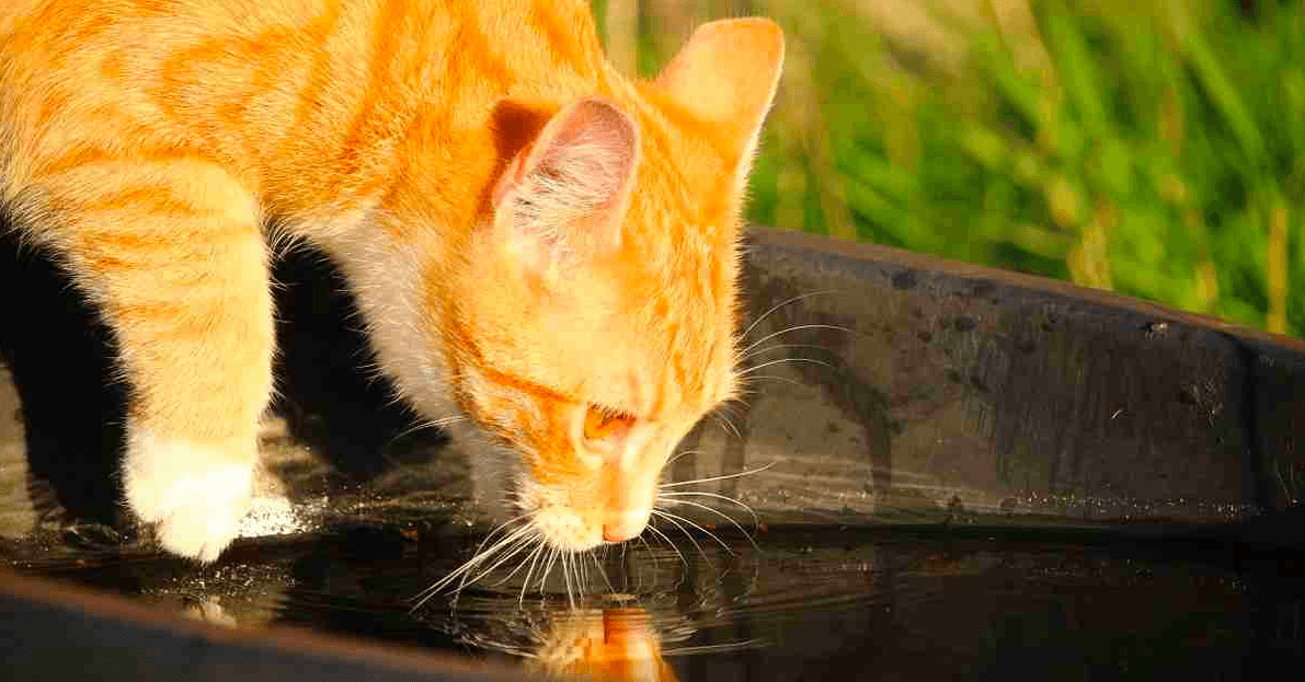 distributeur eau chat