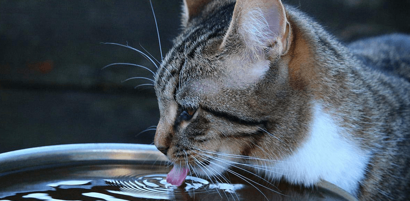 fontaine a eau chat