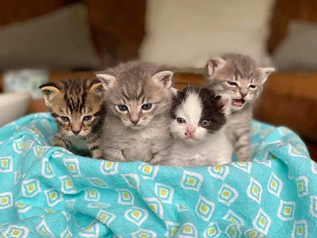 adoption chatons