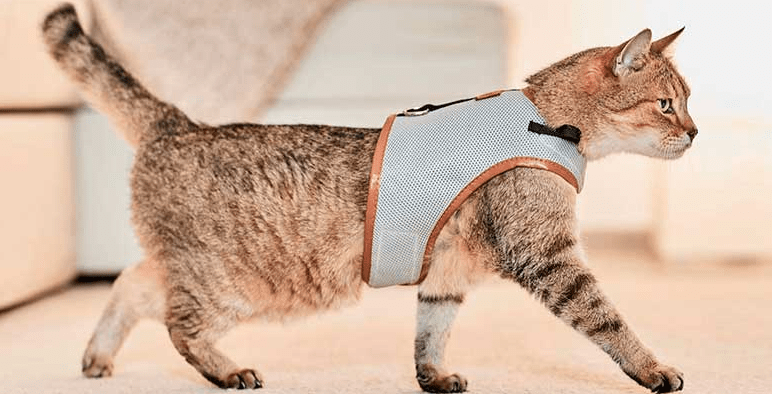 chat avec harnais