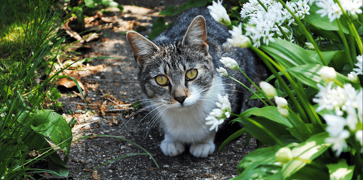 Répulsif ultrason pour chat