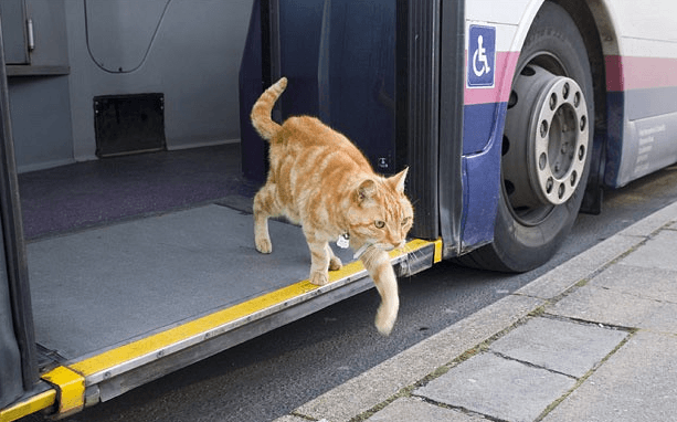 chat-bus