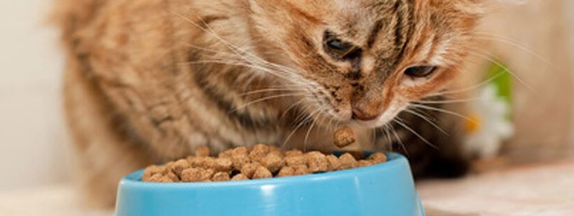 à quelle heure donner à manger à son chat