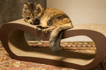 Les Meilleurs Repulsifs Ultrasons Pour Chats Comparatif 21