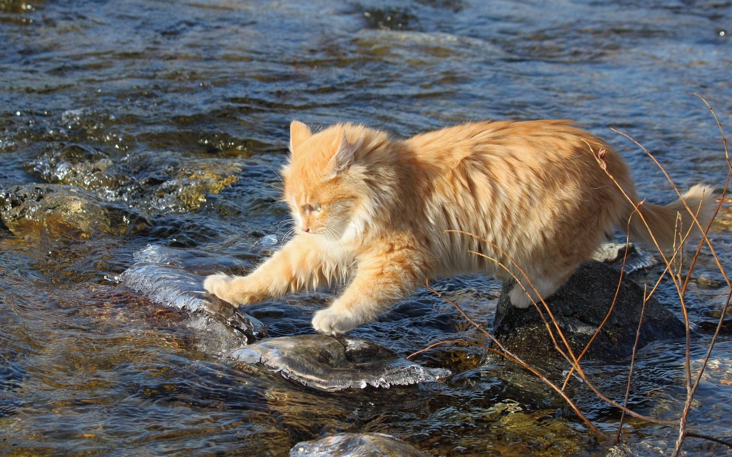 chat eau peur