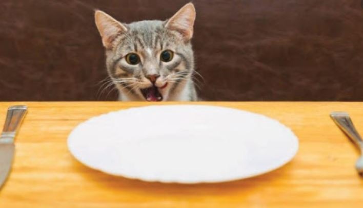 chat-nourriture
