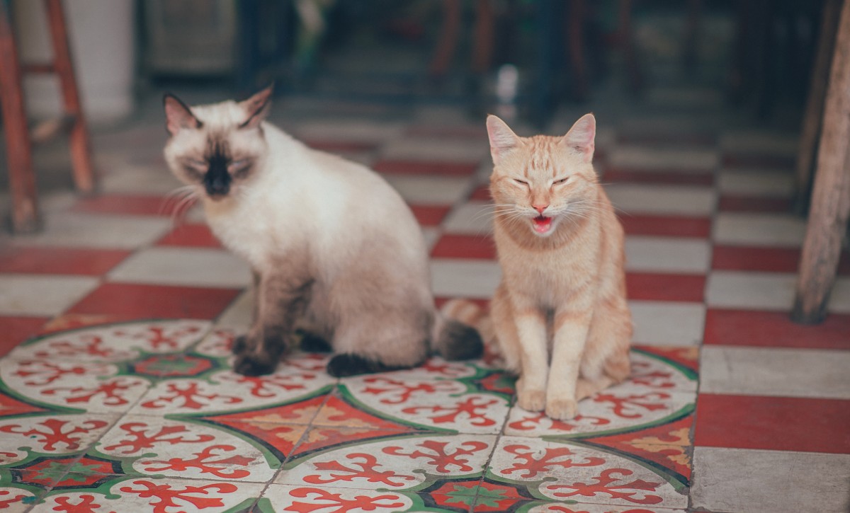 Maladie fréquente chez le chat