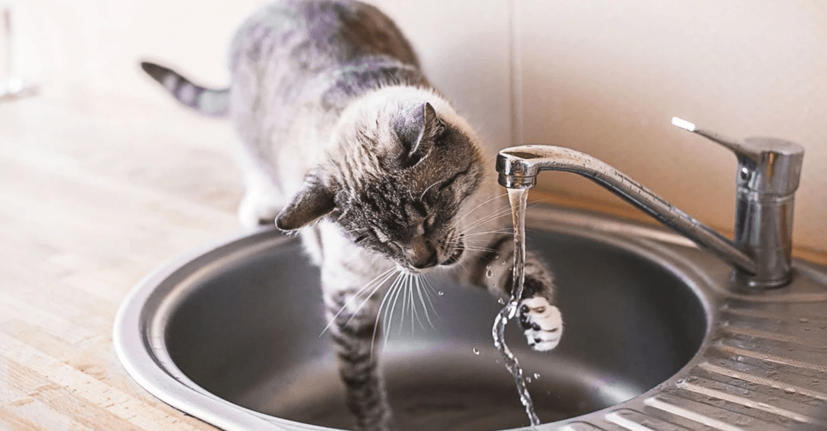 chat boit de l'eau déshydratation