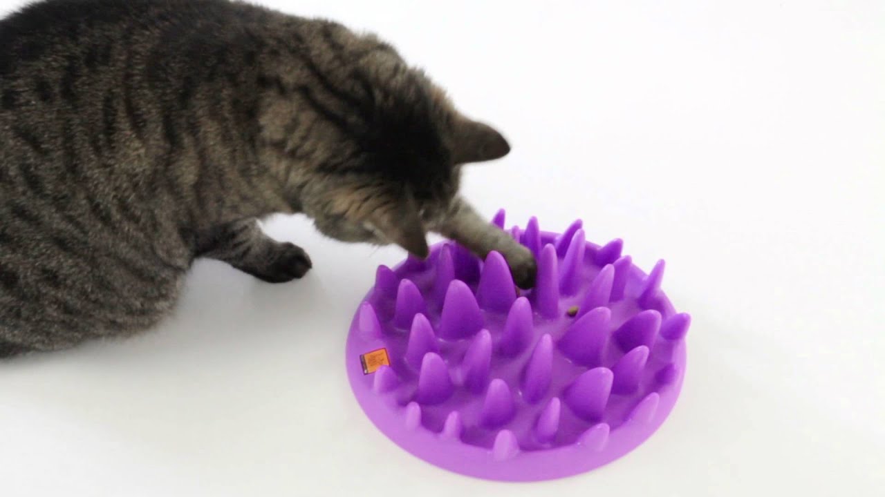 chat jouant avec une gamelle anti glouton