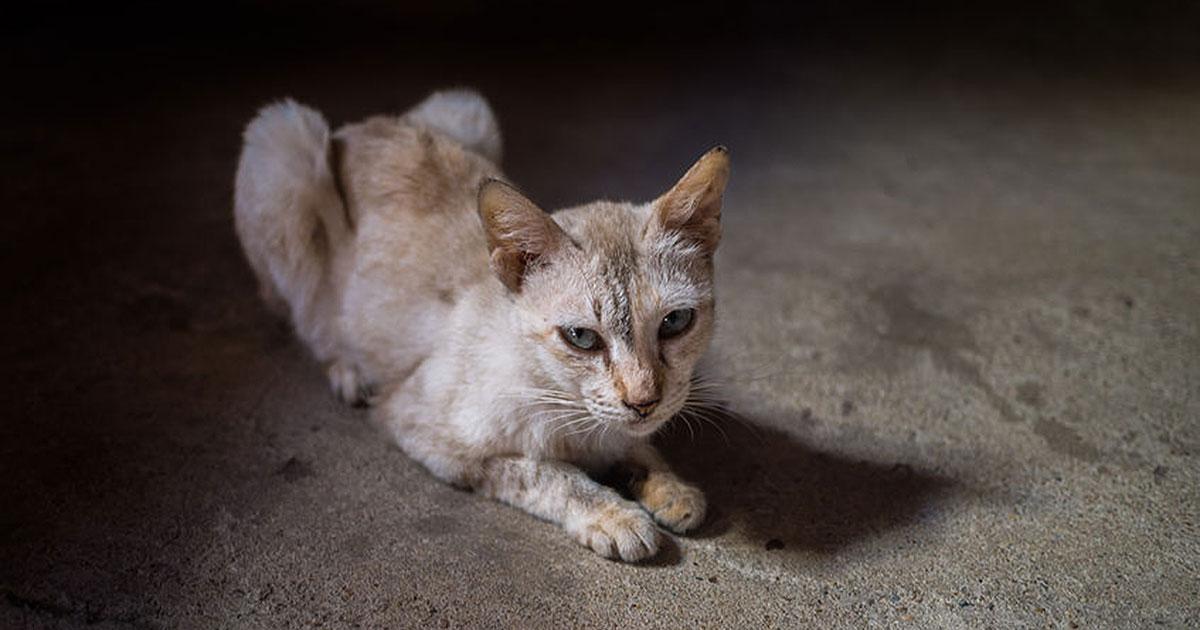 chat maigre perte de poids