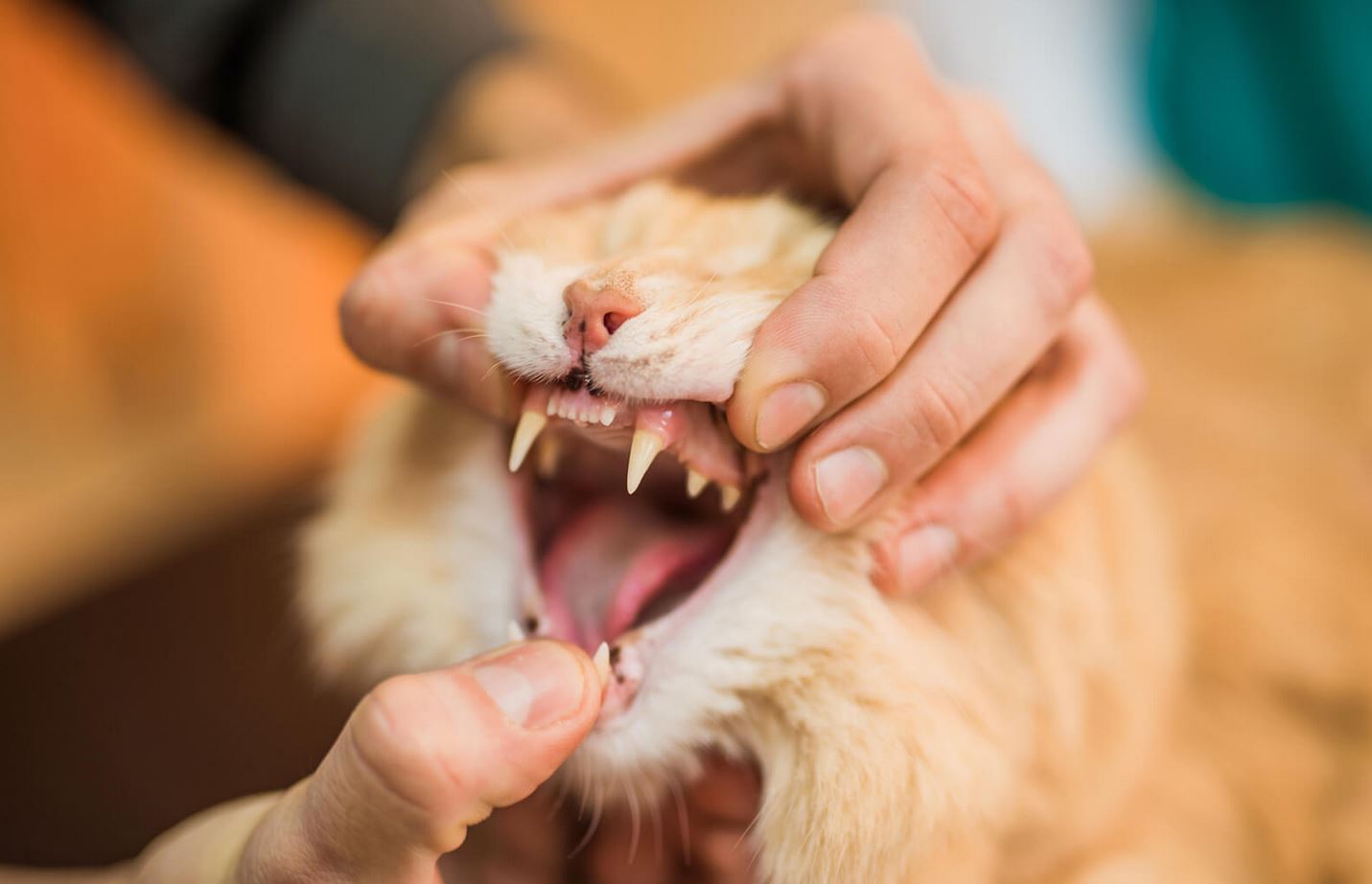 chat qui perd ses dents