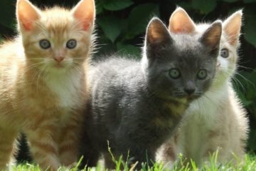 Comment Aider Son Chat A Prendre Du Poids Titiranol Box Comment Aider Son Chat A Prendre Du Poids Titiranol Box