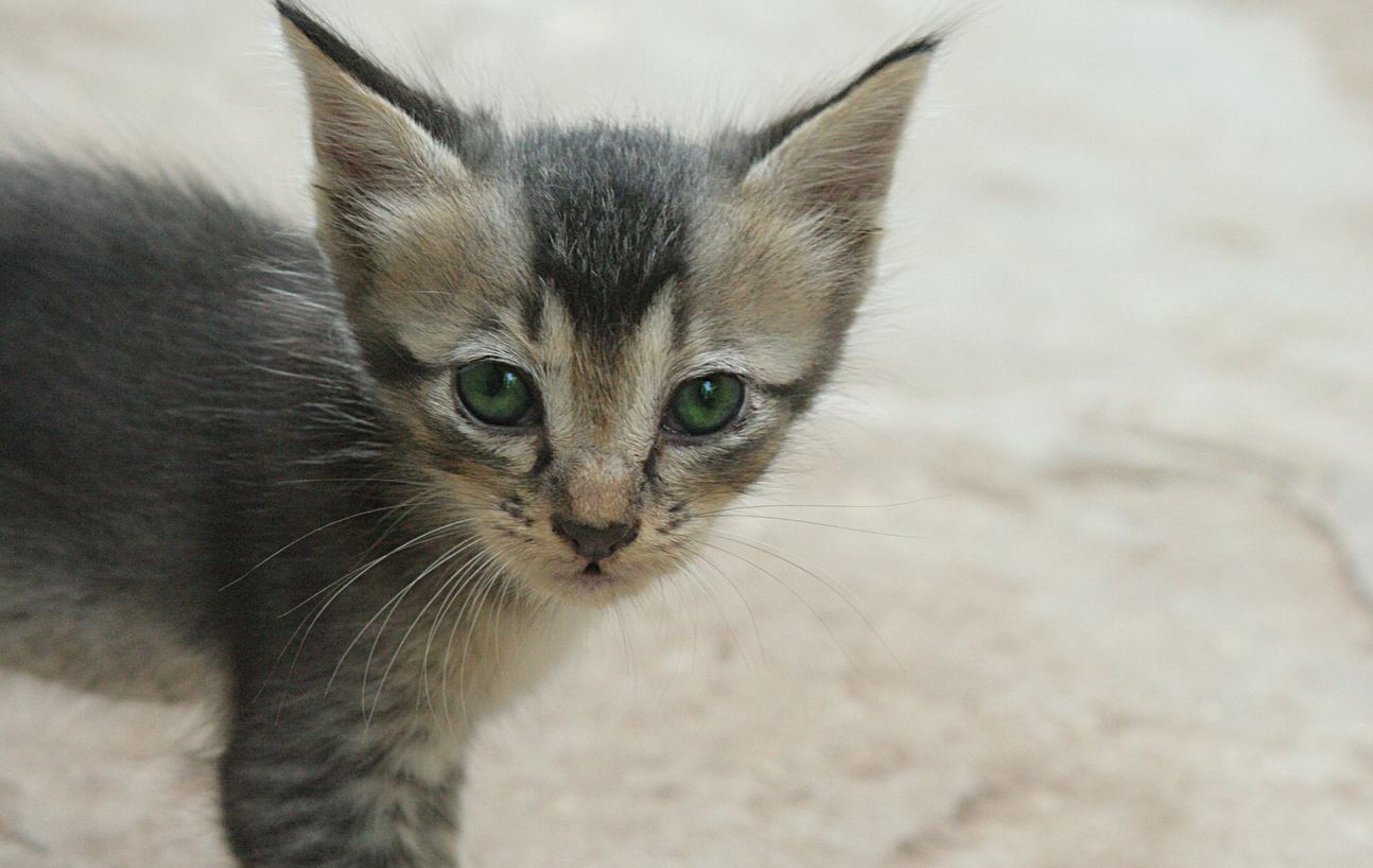 chaton-nutrition
