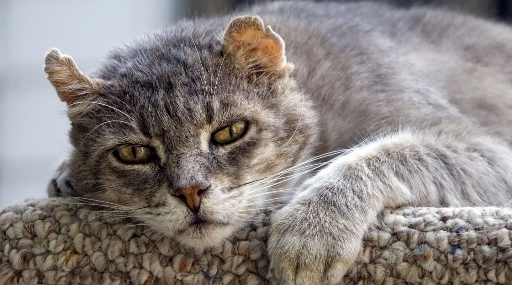 prendre soin d'un vieux chat