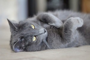 chat bleu russe allonge
