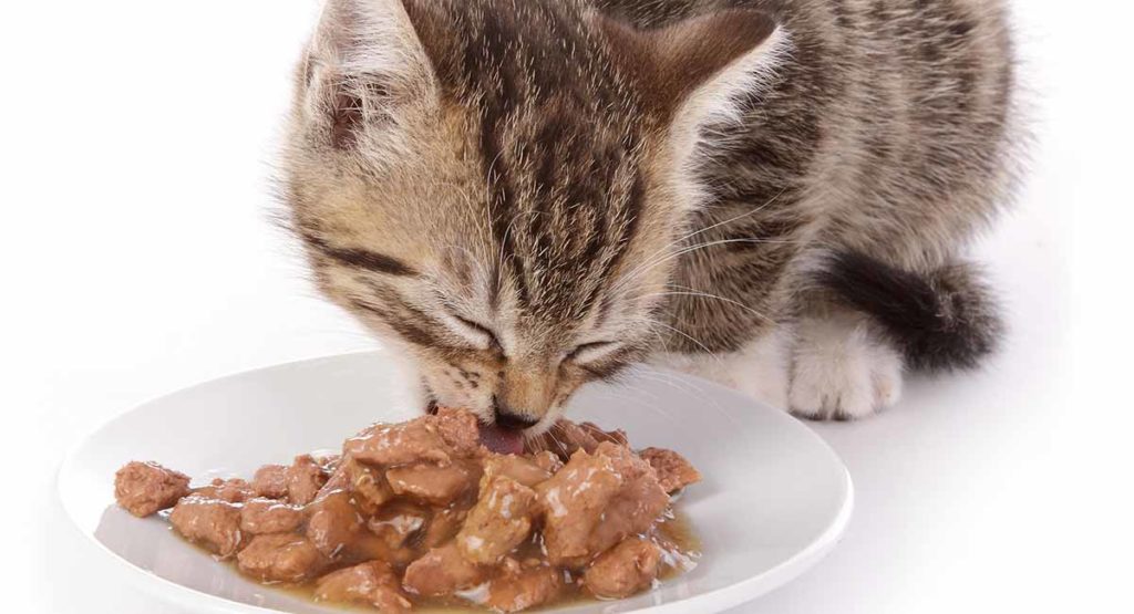 Un chat mange de la nourriture en conserve