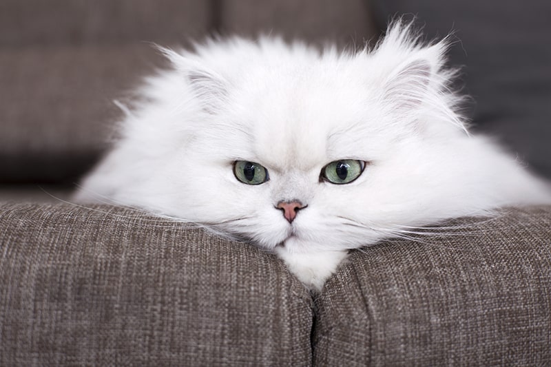chat persan sur canapé
