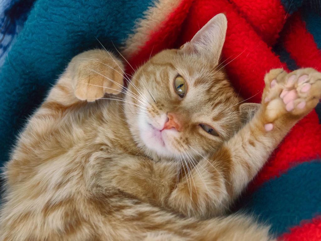 chat polydactyle roux