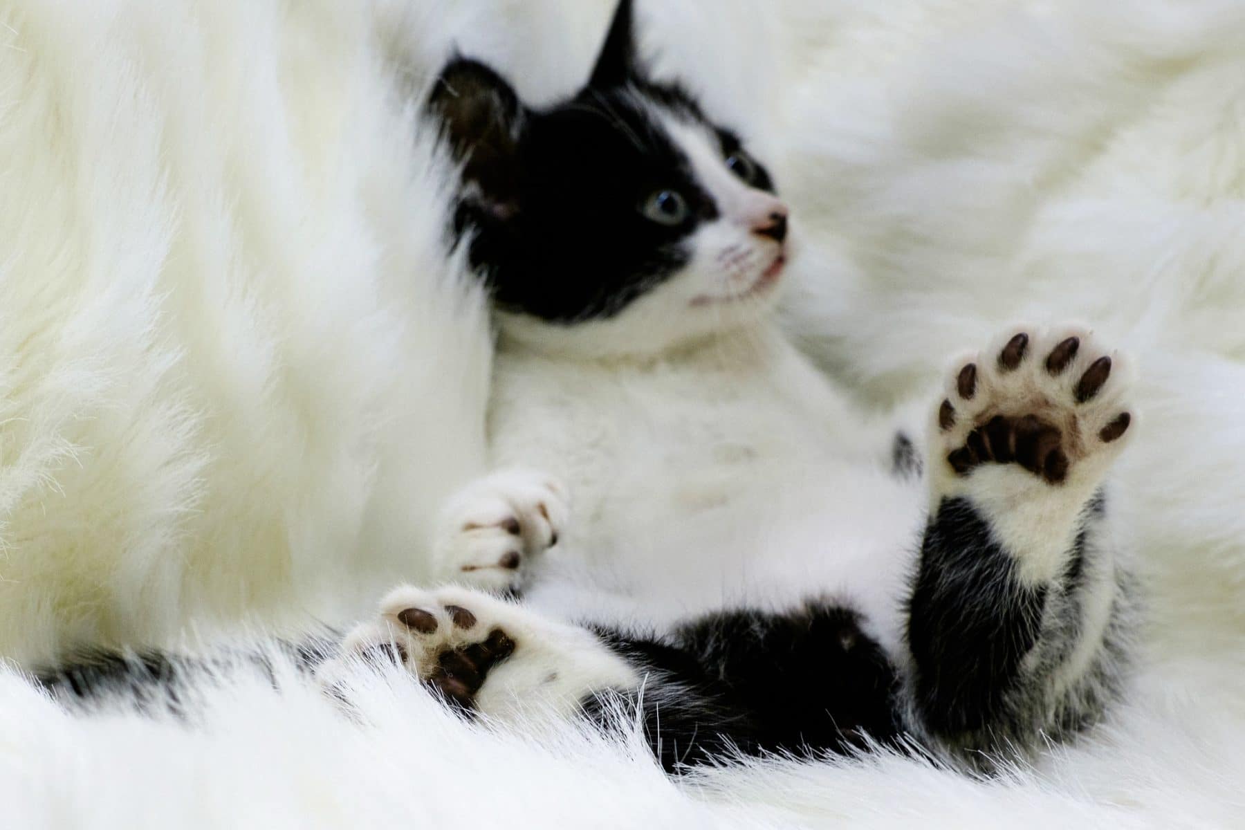 chat polydactyle noir et blanc