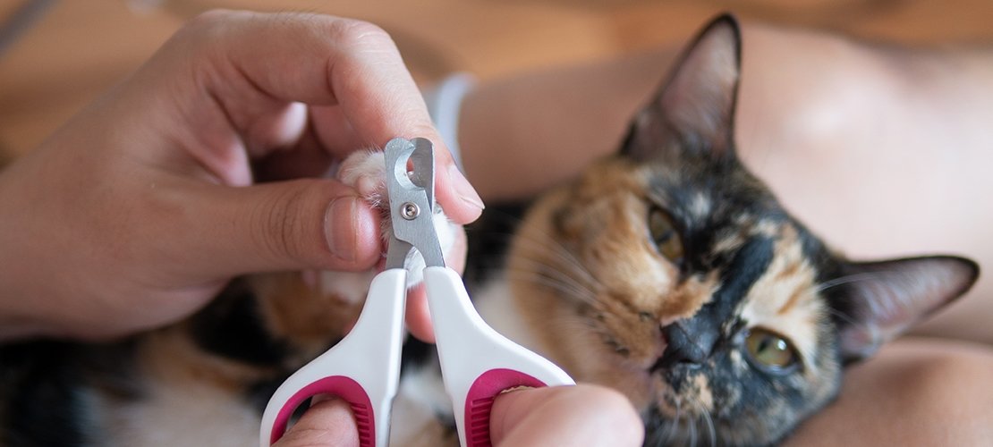 couper les griffes de son chat vétérinaire
