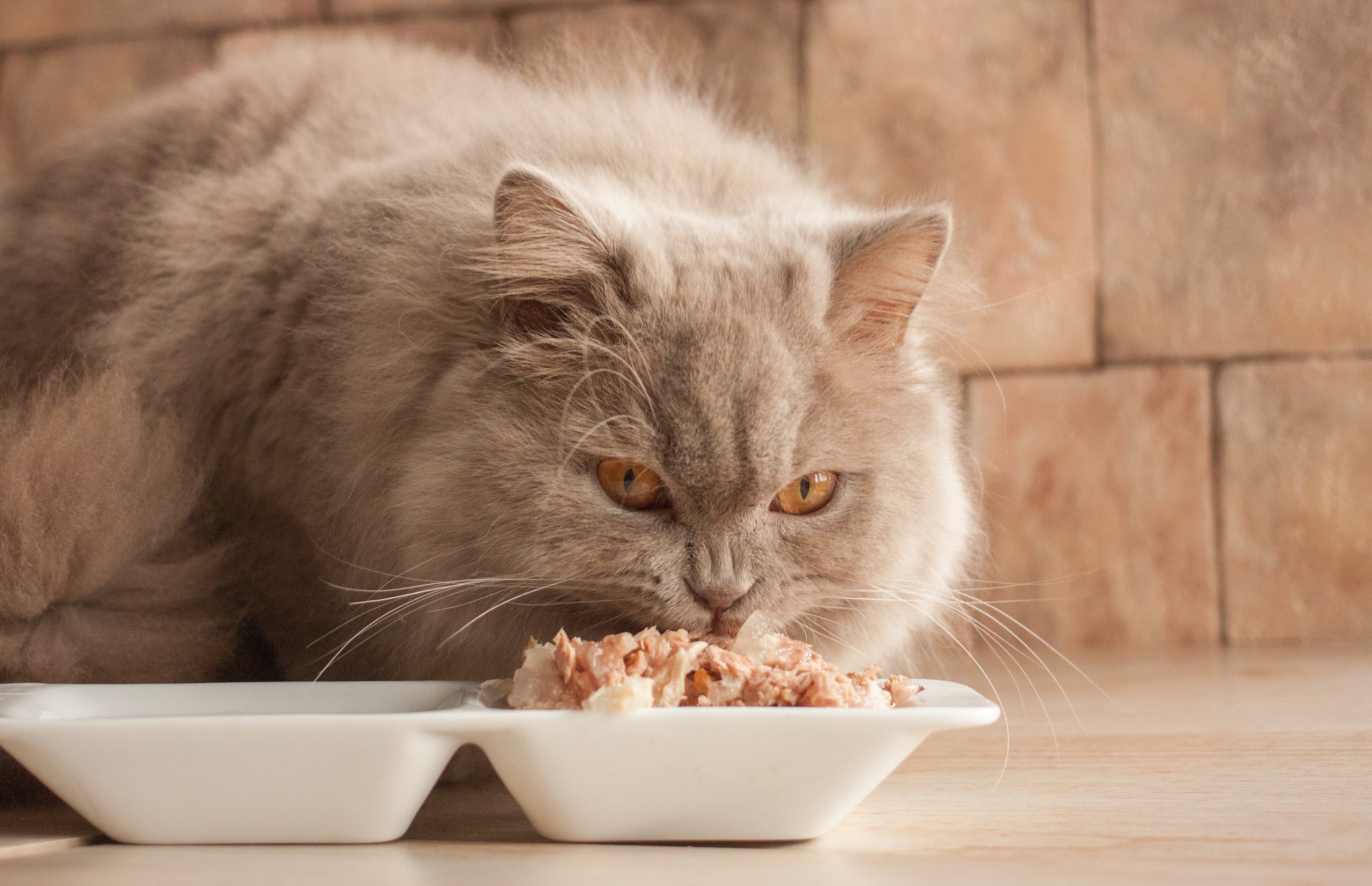 pâté pour chats