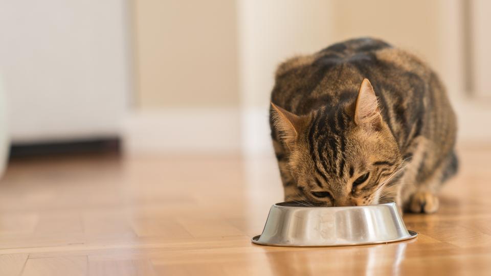 choisir ses croquettes pour chat sénior