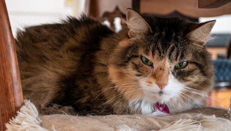 croquettes pour vieux chat