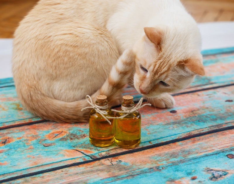 CBD pour les chats