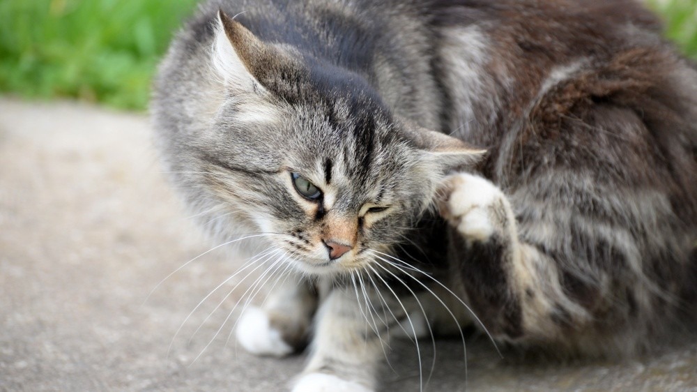 traitement anti puce pour chat