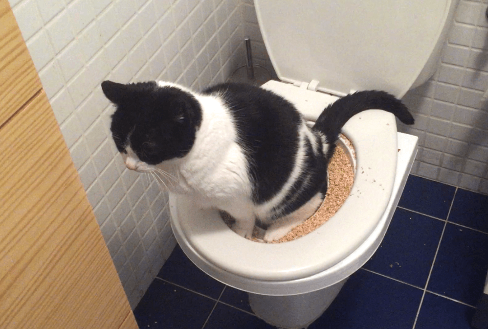 chat-allant-aux-toilettes